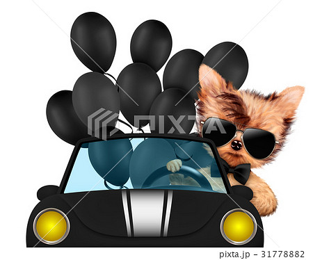 Funny animal sitting in a car 31778882