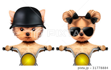 Couple of funny dogs on a motorbike 31778884