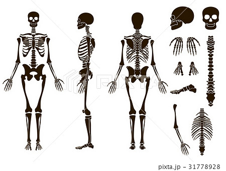 Human Bones Skeleton Structure Elements Set Skullのイラスト素材