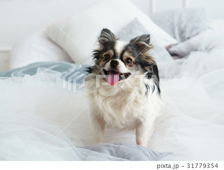 Longhair Chihuahua Dog on Textile Decorative Coat. 31779354