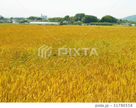 ビールを飲もう！ 31780558