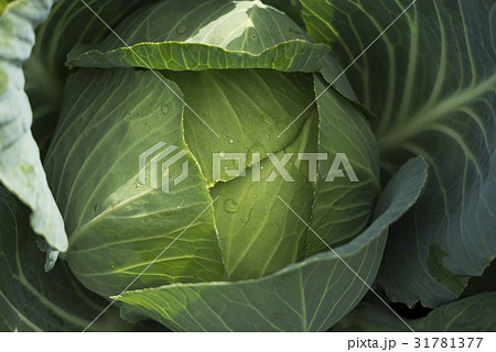 畑のキャベツ 31781377