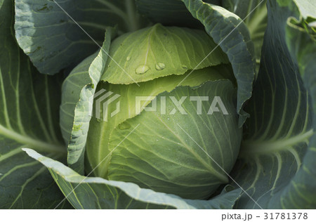 畑のキャベツ 31781378