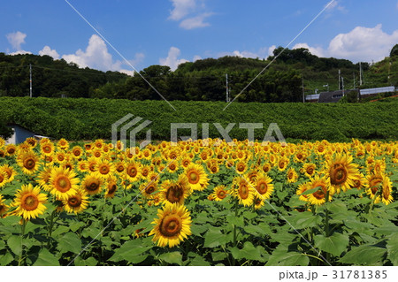 ヒマワリ畑　五條市上野公園 31781385