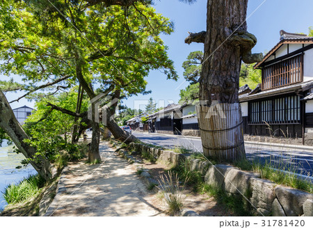 松江 塩見縄手 くぐり松 武家屋敷 松江 塩見縄手 くぐり松 武家屋敷 31781420