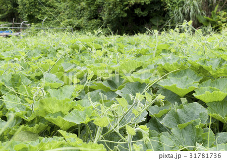 沖縄 しまカボチャ畑 沖縄 しまカボチャ畑 31781736