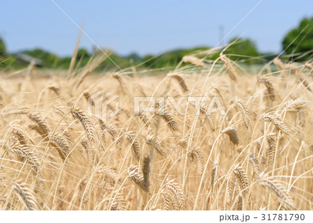 糸島の麦畑　二条大麦 31781790
