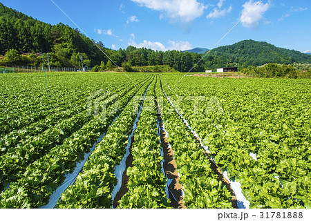 八ヶ岳と野辺山高原野菜 31781888