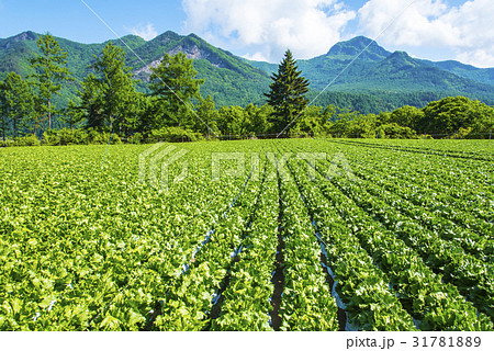 八ヶ岳と野辺山高原野菜 31781889