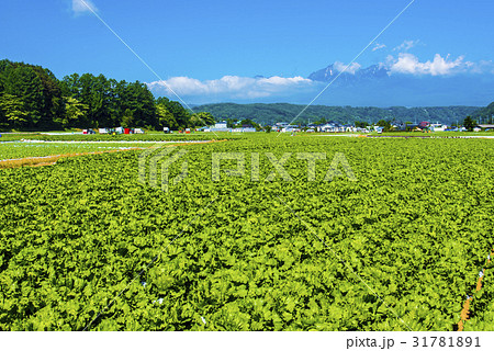 八ヶ岳と野辺山高原野菜 31781891