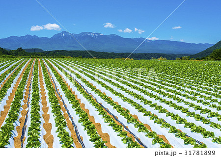 八ヶ岳と野辺山高原野菜 31781899