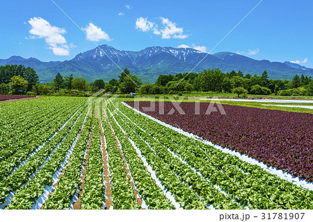 八ヶ岳と野辺山高原野菜 八ヶ岳と野辺山高原野菜 31781907