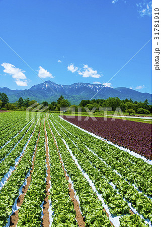 八ヶ岳と野辺山高原野菜 31781910