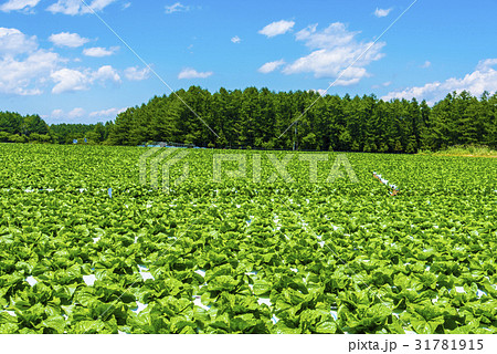 八ヶ岳と野辺山高原野菜 八ヶ岳と野辺山高原野菜 31781915