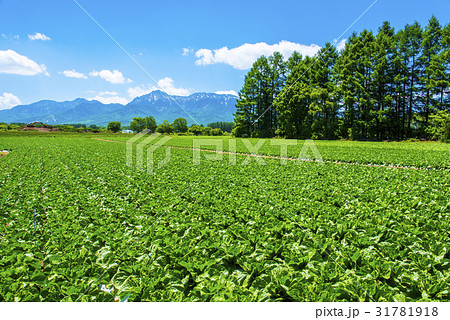 八ヶ岳と野辺山高原野菜 31781918