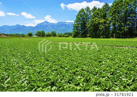 八ヶ岳と野辺山高原野菜 31781921