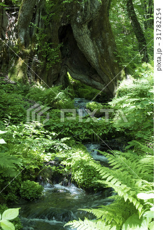 和池の大カツラ　小川と（兵庫県美方郡香美町） 31782254