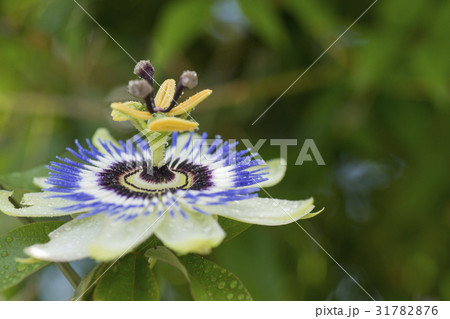 パッションフラワー 31782876
