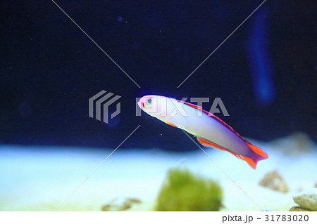 可愛い魚01 31783020