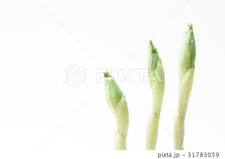 ホウチャク草 31783059