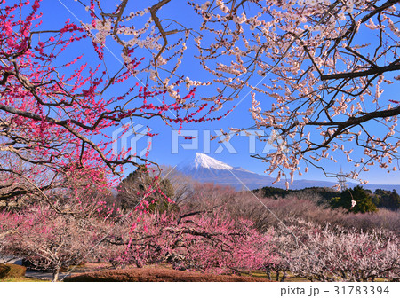 梅と富士山-223881 31783394
