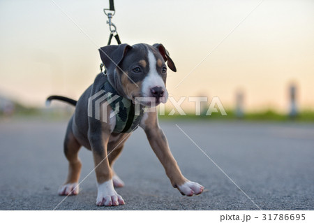 little dog relax time 31786695