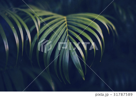 Plant nature growth tropical tree leaf Plant nature growth tropical tree leaf 31787589