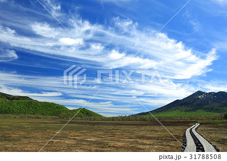 雲と木道 雲と木道 31788508