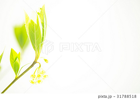 黒文字 黒文字 31788518