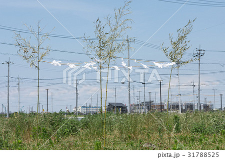 地鎮祭 地鎮祭 31788525