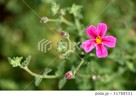 サンブリテニア・パープルディーバ 31788531