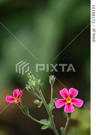 サンブリテニア・パープルディーバ 31788533