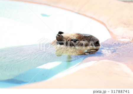 カピバラ (動物 動物園 齧歯類 哺乳類 テンジクネズミ科 体毛 目 パーツカット 鬼天竺鼠 生物) 31788741