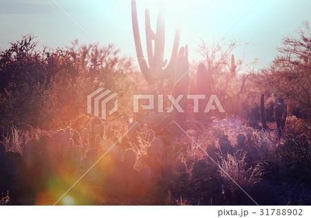 Cactus Cactus 31788902