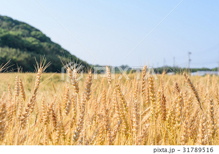 糸島の麦畑 小麦の写真素材