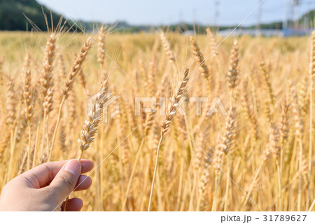 糸島の麦畑　小麦 31789627