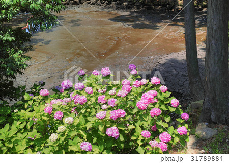 ピンクの紫陽花と浚渫工事で底が見える白鷺池 31789884