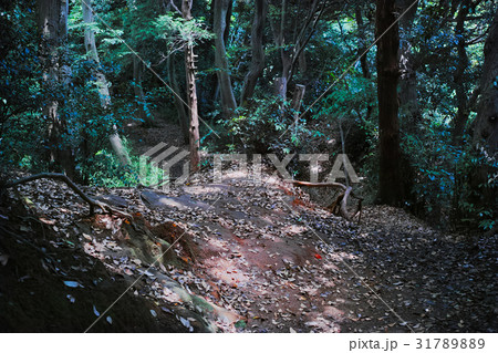 葛原岡ハイキングコースの風景 31789889