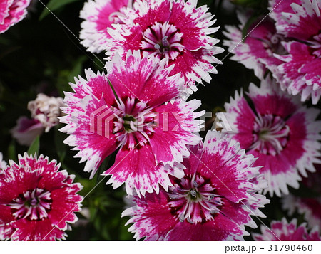 なでしこ① 31790460