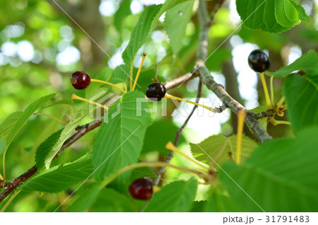 サクランボ ヤマザクラの実 サクランボ ヤマザクラの実 31791483