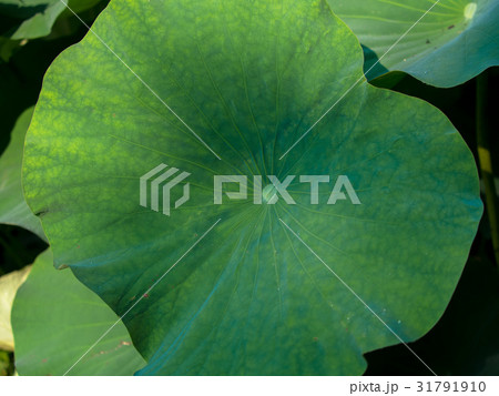 蓮の葉 31791910