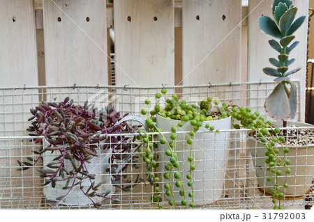 多肉植物の寄せ植え 31792003