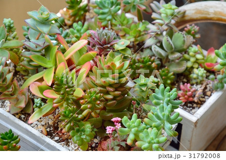 多肉植物の寄せ植え 31792008