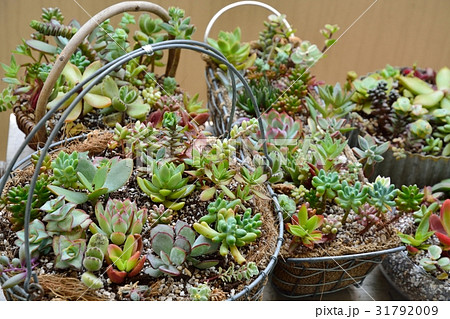 多肉植物の寄せ植え 31792009