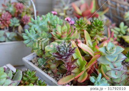 多肉植物の寄せ植え 31792010