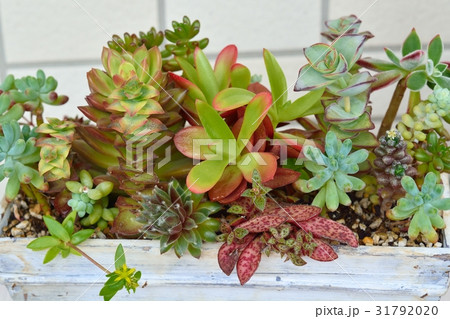 多肉植物の寄せ植え 31792020