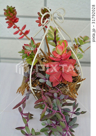 多肉植物の寄せ植え 31792028