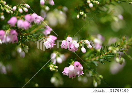 咲きかけのジャノメエリカ 咲きかけのジャノメエリカ 31793190