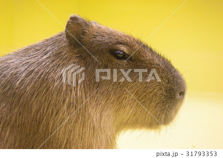 カピバラ 31793353