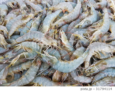 close-up fresh shrimp on ice in supermarket 31794114